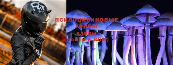 прущие грибы Медногорск