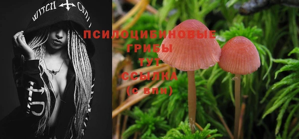 прущие грибы Медногорск